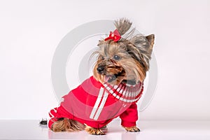 Female Yorkshire Terrier dog puppy in red tracksuit and bow on bangs of forehead