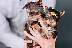 Female Yorkshire Terrier in hands. Close Portrait of Puppies
