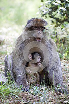 Female with young Barbary Ape, Macaca Sylvanus, Atlas Mountains, Morocco