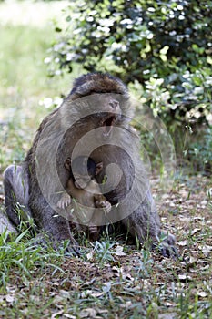 Female with young Barbary Ape, Macaca Sylvanus, Atlas Mountains, Morocco