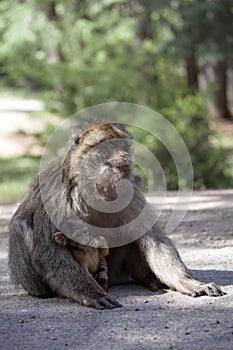 Female with young Barbary Ape, Macaca Sylvanus, Atlas Mountains, Morocco
