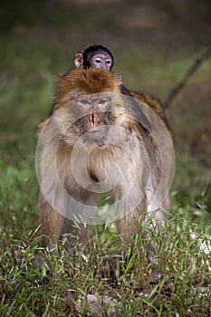 Female with young Barbary Ape, Macaca Sylvanus, Atlas Mountains, Morocco