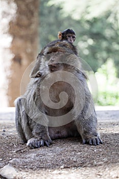 Female with young Barbary Ape, Macaca Sylvanus, Atlas Mountains, Morocco