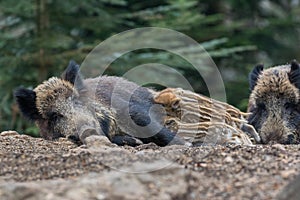 Female and young boar in the forest