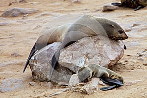 Female with young Brown fur seal Arctocephalus pusillus