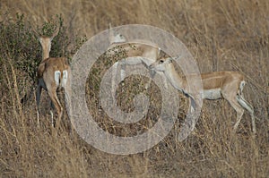 Female and young male of blackbuck Antilope cervicapra.