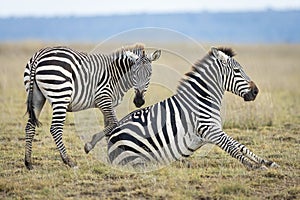 Female zebra with blue eyes sitting on grass with younger zebra in Amboseli in Kenya