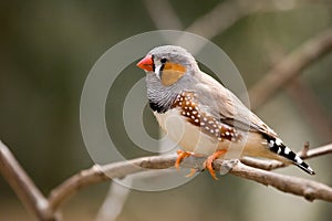 Female zebra finch