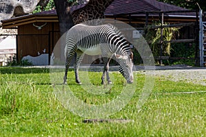 A female zebra grazes in the enclosure of the zoo