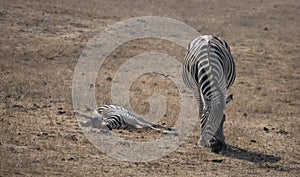 A female zebra and her dead (sleep) baby zebra