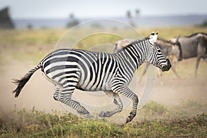Female zebra running fast leaving dust across the Amboseli plains in Kenya