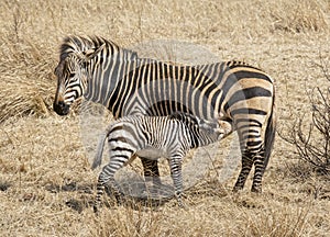 Female zebra with suckling foal