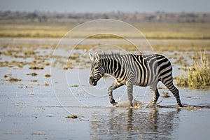 Female zebra walking through water in golden afternoon light in Amboseli in Kenya