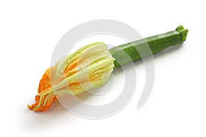 Female zucchini flower