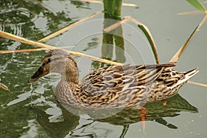 Female ÃÅallard duck ÃÂnas platyrhynchos swimming in a lake photo