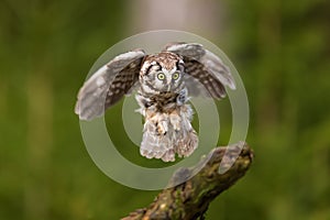 Femaleboreal owl or Tengmalm`s owl Aegolius funereus lands on the stump of a tree