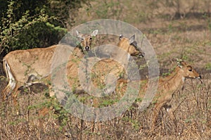 Females and calve of nilgai Boselaphus tragocamelus.