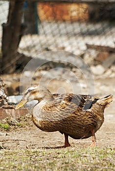 Females of duck