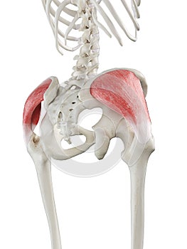 a females gluteus medius