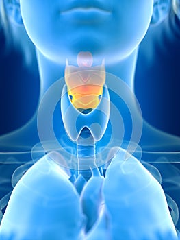 a females larynx