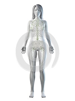 A females lymphatic system