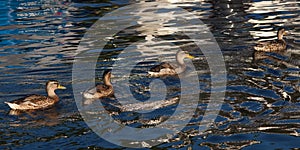 Females Mallard ducks in water