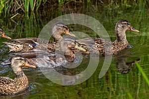 Females mallard  on a pond in Camargue