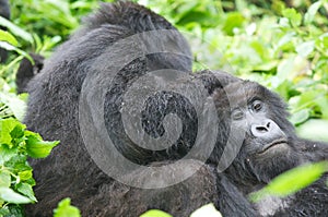 Females mountain gorilla photo