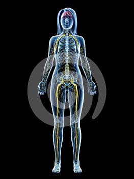 A females nervous system