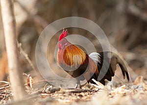 Females red jungle fowl photo