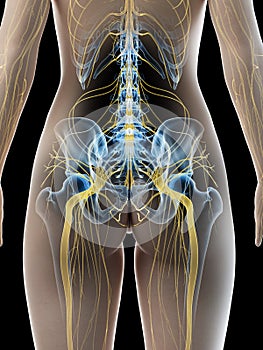 A females sciatic nerve