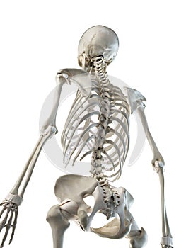 a females skeletal back