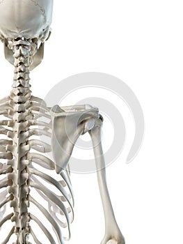 A females skeletal shoulder