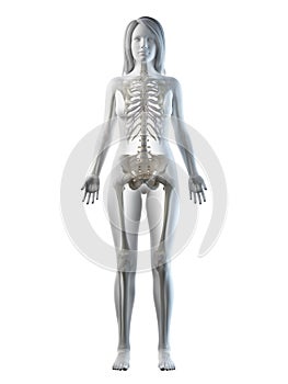 A females skeletal system