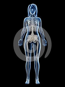 A females skeletal system