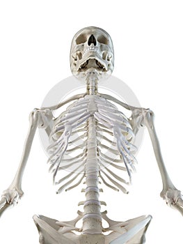 a females skeletal upper body