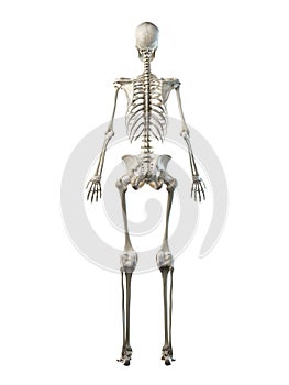 A females skeleton system