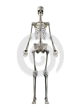 A females skeleton system