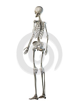 A females skeleton system