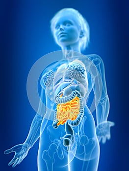 a females small intestine