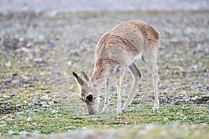 Females tibetan gazelle closeup