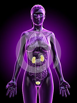 A females urinary system