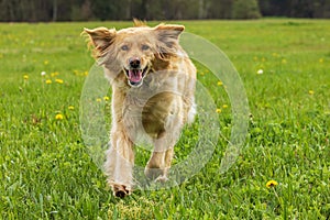 femamale gold Hovie she's cute