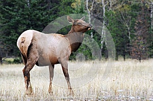 Feme Elk 2 photo