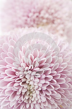 Feminine floral background of pink chrysanthemums