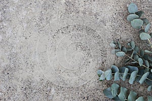 Feminine styled stock photo. Floral composition of Green silver dollar eucalyptus leaves and branches. Grunge concrete