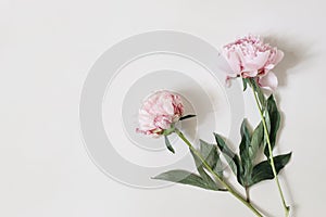 Feminine styled stock photo with pink peony flowers and green leaves isolated on white table background. Flat lay, top