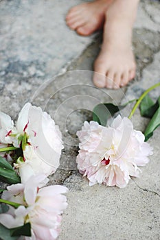 Feminin stilisiert foto vom typ fotobank. vertikal komposition. weiß a rosa Pfingstrose Blumen auf der beton boden. unscharf 