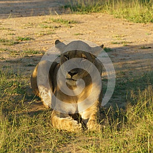 Femlae lion in front portrait