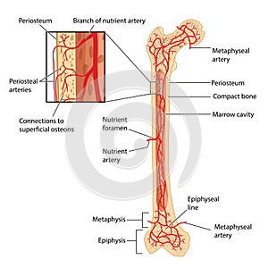 Femoral blood supply